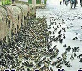 Deprem İddiası Getiren Kurbağalar