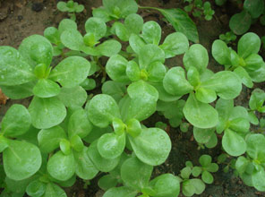 Haftada 3 - 4 kez tüketin