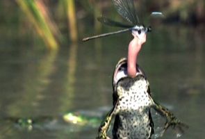 Kurbağa, kız böceğini böyle avlıyor