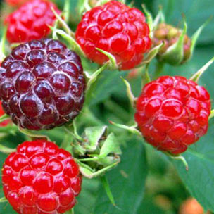 Kan şekerini düşürüyor ve...