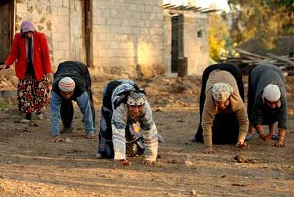 Genetik şifreleri çözüldü