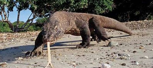 Koca domuzu böyle yuttu - video