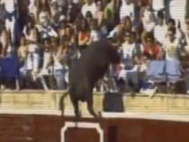 İşte boğayı kızdıran suçlu! - video