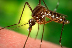 Bakanlık: Paniğe kapılmayın