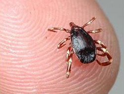 Kene kabusu sonunda bitiyor mu?