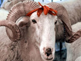 Kurbanlıklar İTHAL mi edilecek?