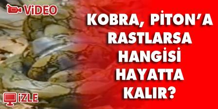 İki avcının yolu kesişti