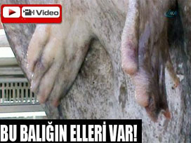Bu balığın elleri var