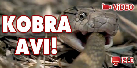 Kral Kobra'nın av anı