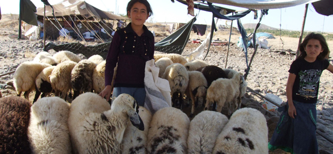 Güneydoğu’nun çoban çocukları