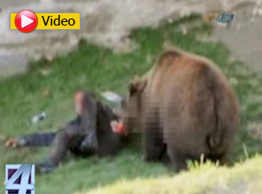 Ayı dehşeti kamerada