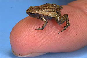 Derisinde zehir biriktiren kurbağa