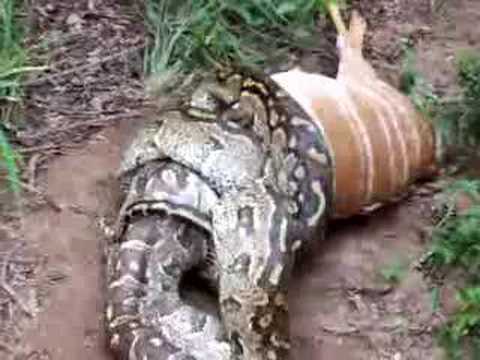 Anaconda antilopu kustu