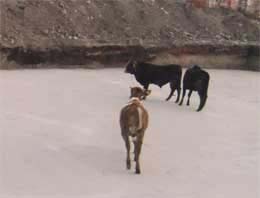 İşte günün en komik haberi!