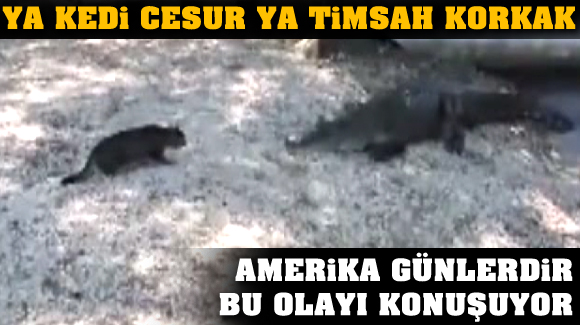 Kediden kaçan timsah
