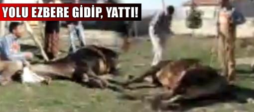 Boğa, kesileceği yere kendisi yattı