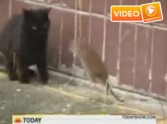 Gözlerinize inanamayacaksınız!