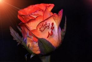 Hz. Peygamber'den Hz. Ömer'e uyarı