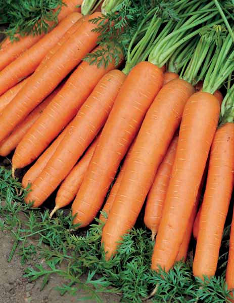 Havuç'un 6 inanılmaz özelliği