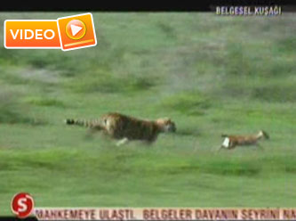 Çıta avıyla böyle oynadı -video