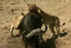 Aslanlarla antilopların büyük savaşı!