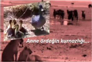 Anne ördeğin kurnazlığı