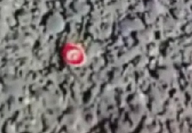 Türk bayrağı taşıyan karınca