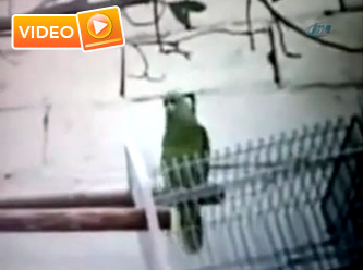 Sure okuyan papağan