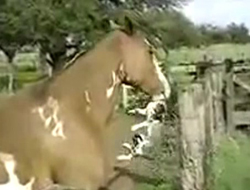 At kediyle öyle oynadı ki