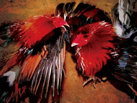 İnanılır gibi değil; Horoz adam bıçakladı