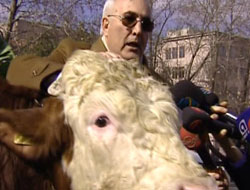 CHP'li Öğüt TBMM'ye boğa ile geldi