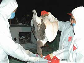 Milas'ta kuş gribi bulgusuna raslanmadı