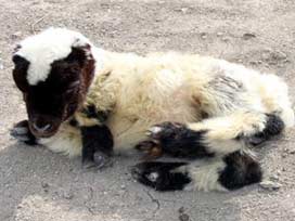 Kanguru kuzu görenleri şaşırttı
