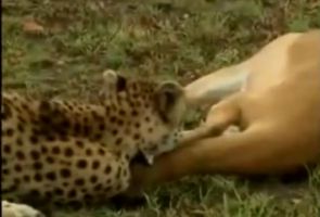 Çıta ve sırtlanın hüsrana uğradığı an!