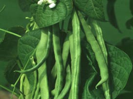 'Bu fasulya 7,5 lira' şarkısı gerçek oldu