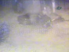 Aşırı hız kaza getirdi