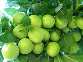 Erikte fiyatlar sonunda düştü