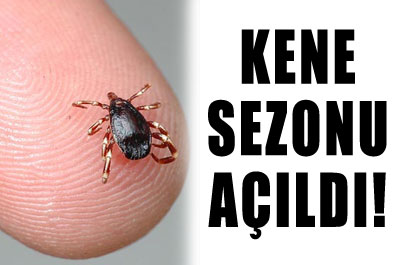 Kene sezonu açıldı