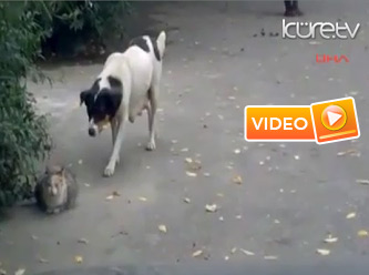 Paylaşılma rekoru kıran video