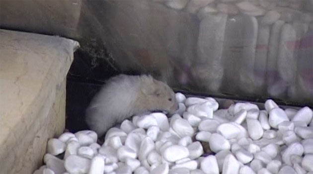 Havalimanında 'fare' kovalamacası