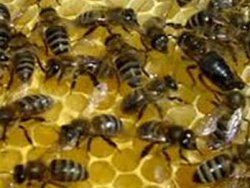 Diyarbakır'da arı dehşeti: 2 ölü 1 yaralı