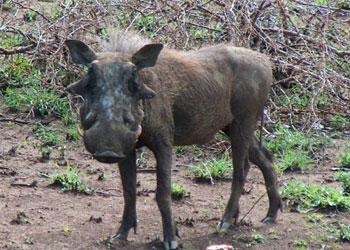 PKK'lılar Yaban Domuzu yiyor!