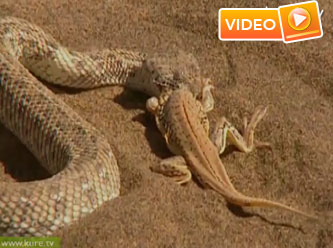 Yılandan şaşırtan ve ürküten av