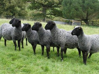 Bu koyunlar çok özel korunuyor