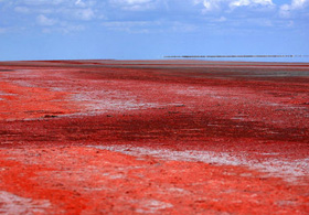 Tuz Gölü Neden Kan Gölüne Döndü?