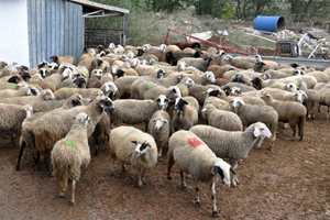 İşte bu seneki kurban fiyatları