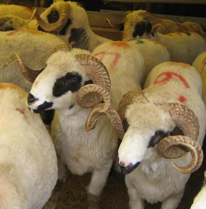 Kurban Bayramının önemi