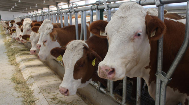 Kurbanlıklarda hormon tehlikesi