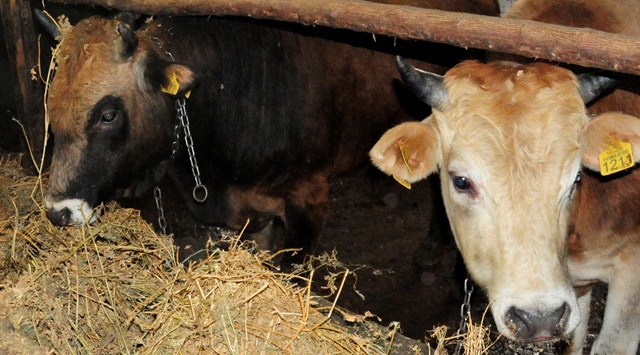 Kurban Satıcılarından İlginç Çözüm