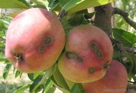 Uzmanlar: Elmadaki kara leke doğru